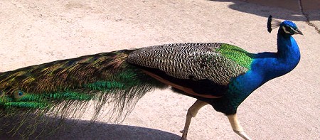 Pfau in Doksy